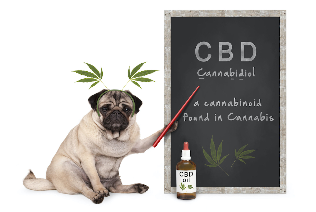The CBD Craze: What’s it all about?